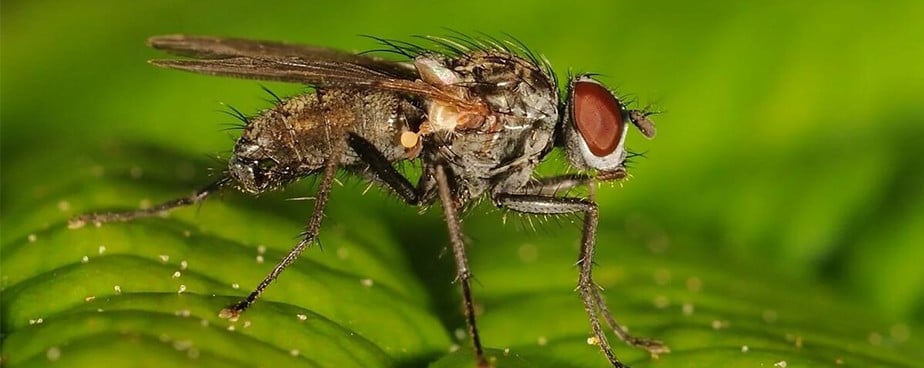 Препарати и уреди срещу мухи