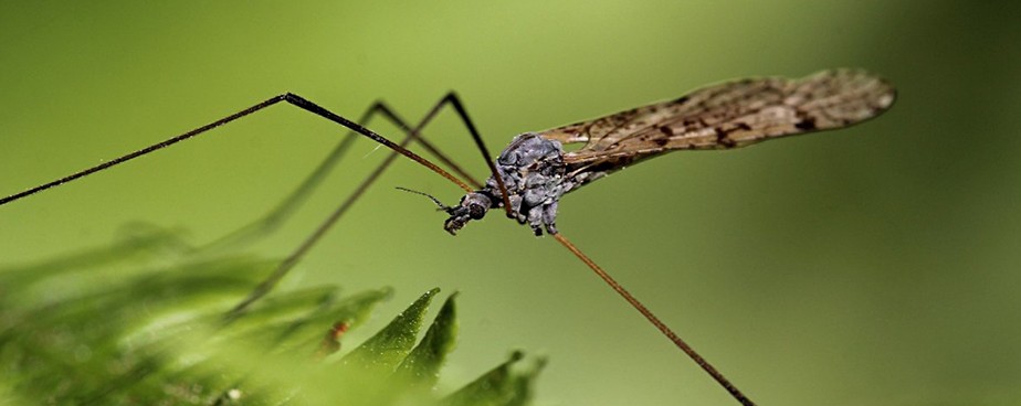 Какво да направим когато имаме проблем с комари в градината