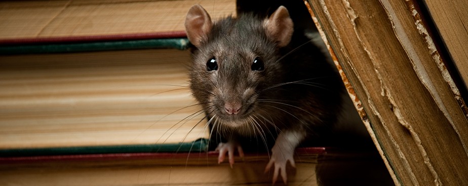 Кои са най-ефективните уреди против мишки и плъхове