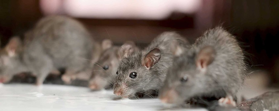 Ултразвукови устройства за защита от мишки и плъхове