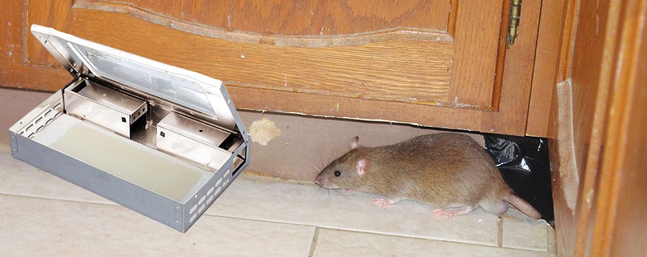 Живоуловни капани за мишки и плъхове