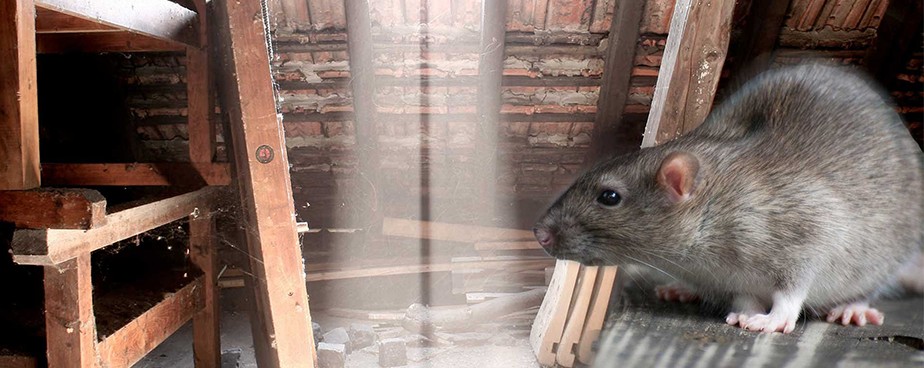 Ефективни ли са уредите против мишки, плъхове и гризачи