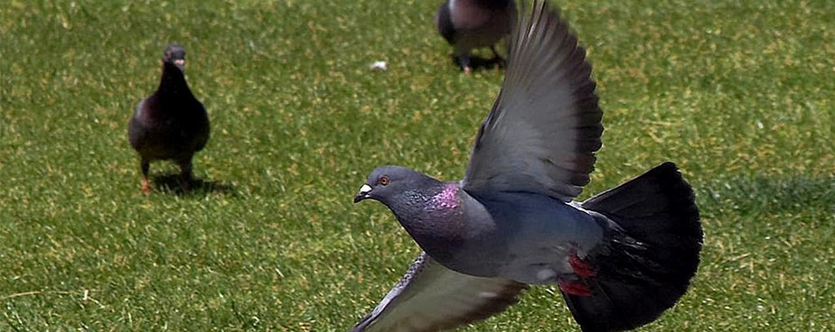 Ефективни методи за прогонване на гълъби