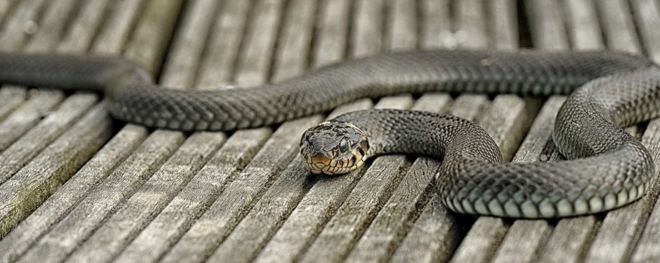 Методи за защита от змии