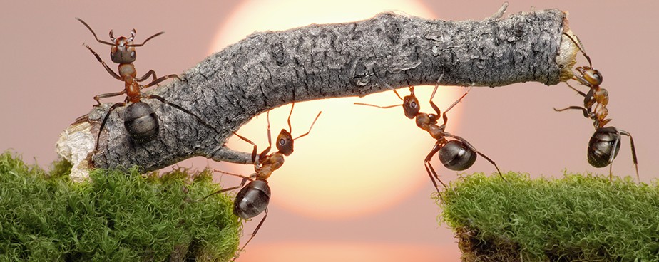 Защита на дома от мравки 