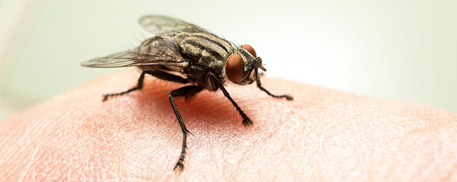 Какво трябва да знаем за мухите