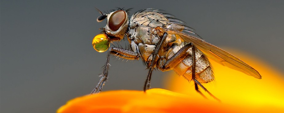 Как да се защитим от мухите