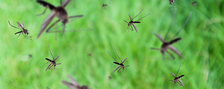 Как да се защитим от комари