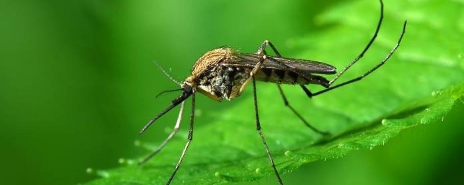 Как да се предпазим от комари >> Защита и превенция