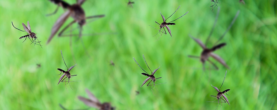 Превенция и защита от комари
