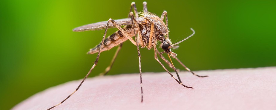 Любопитни факти за комарите
