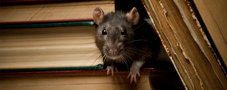 Ефективни средства за защита на дома от мишки и плъхове