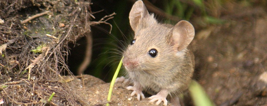 Как да използваме отрова против мишки и плъхове