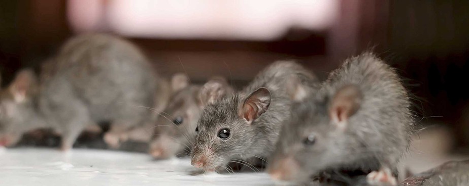 Кои са най-ефективните отрови против мишки