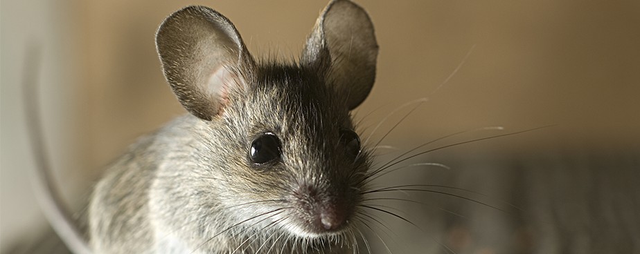 Как действа отровата за мишки и плъхове