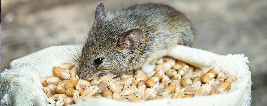 Какво трябва да знаем за уредите против мишки