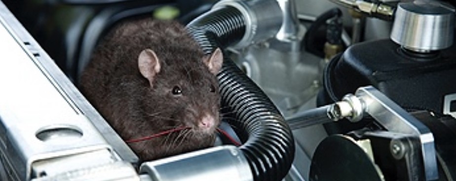 Защита на автомобила от мишки и плъхове