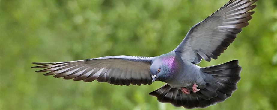 Ефективни методи за защита от гълъби и други птици