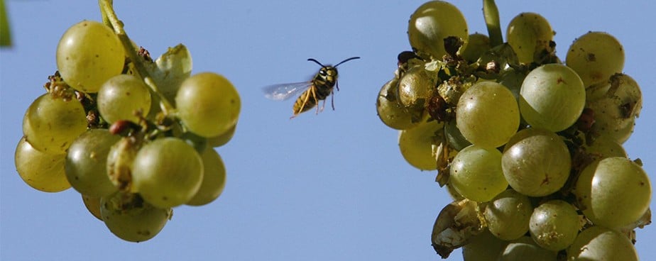 Ефективни препарати за предпазване на гроздето от оси — Otrovi.com