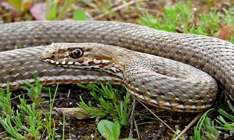 вдлъбнаточел смок>>отровни змии в България