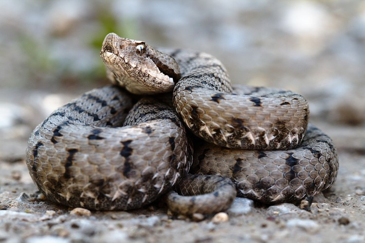 котешка змия>>отровни змии в България>>видове>>