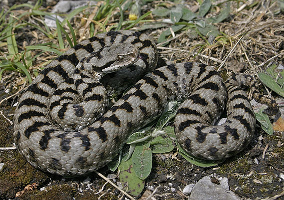 аспида >> змия каменарка>> отровни змии в България