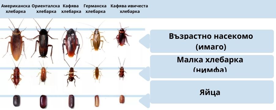 Видове хлебарки в дома и офиса>>видове защита>>препарати срещу хлебарки на Топ Цена
