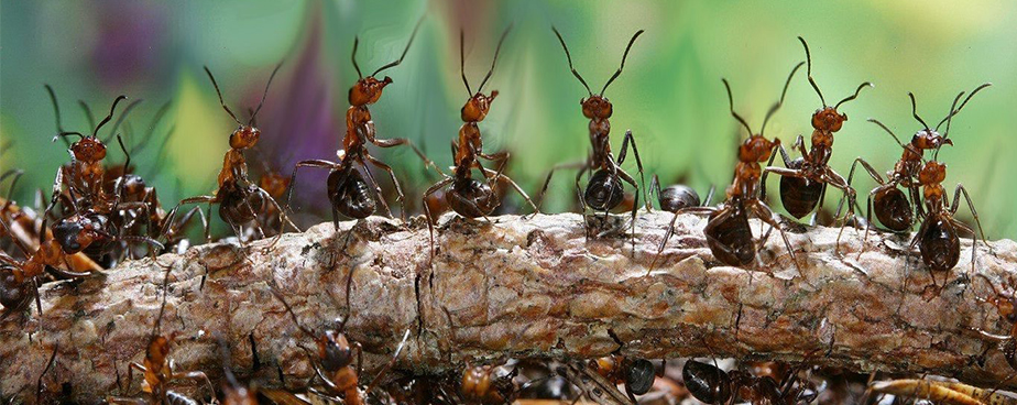 Борба с мравки - Изображение 2 — Otrovi.com