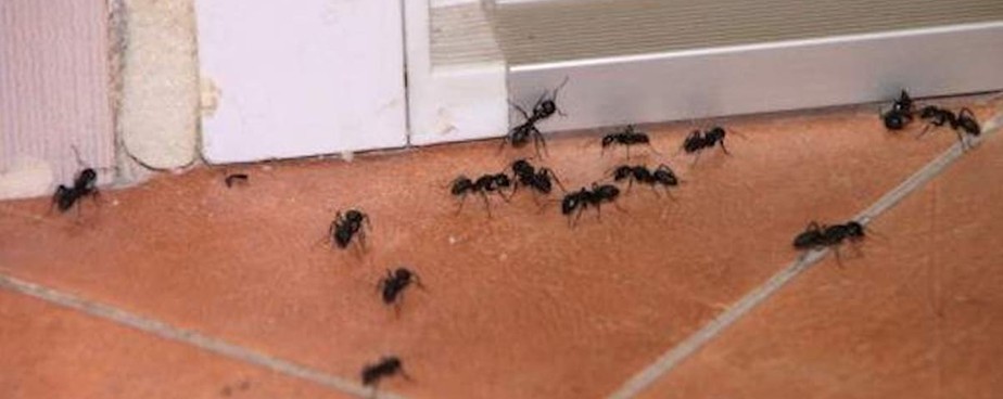 Препарати против мравки - Изображение 2 — Otrovi.com