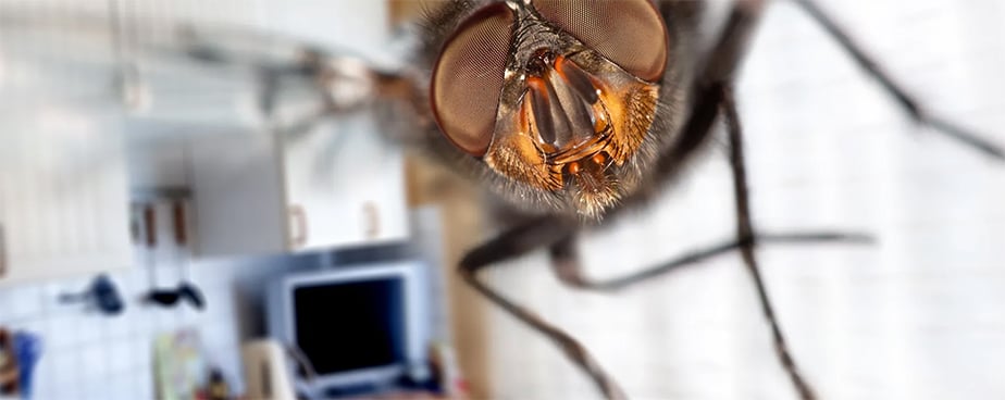 Защита против мухи - Изображение 2 — Otrovi.com