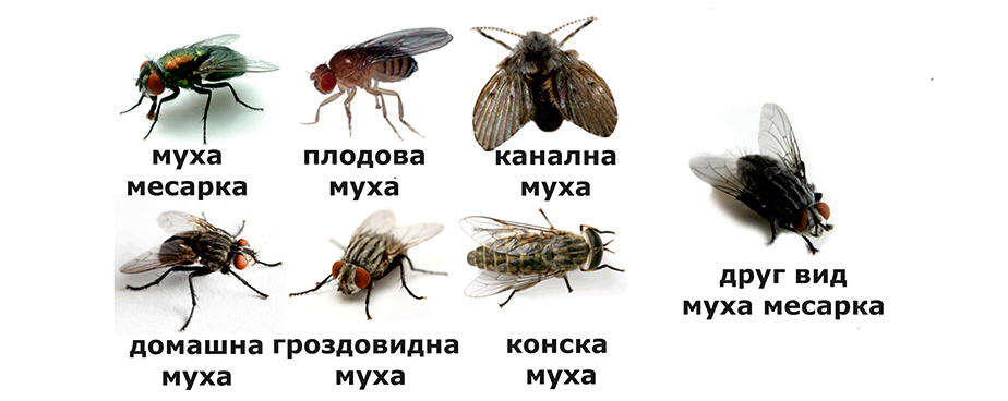 Препарати за мухи - Изображение 2 — Otrovi.com