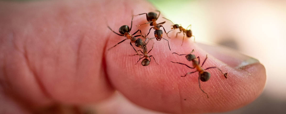 Хапят ли мравките и опасни ли е това за здравето?