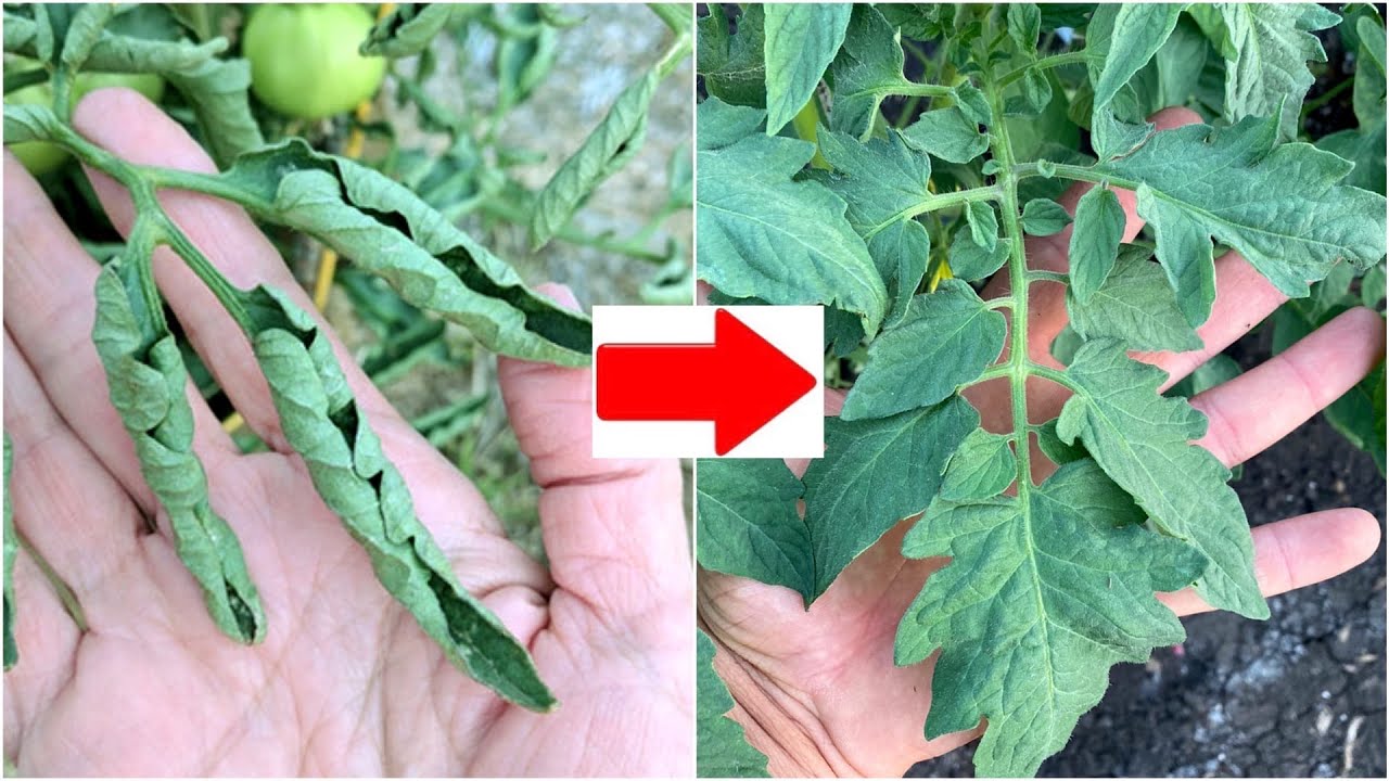 Пръскане на домати при свити листа>>какво се прави>>полезна информация