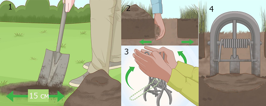 Поставяне на механичен капан за къртици и сляпо куче