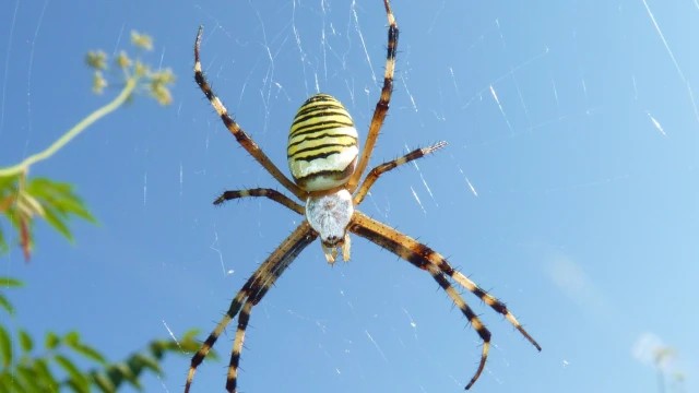 Отровни паяци в България >> Видове >> 