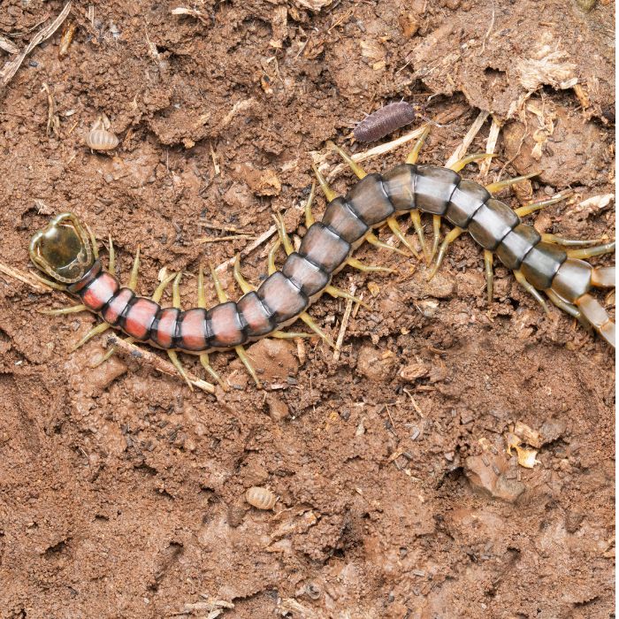 Сколопендра скрипя в дома