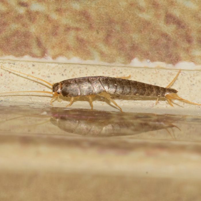 Сребриста рибка Lepisma saccharina близък план - домашен вредител