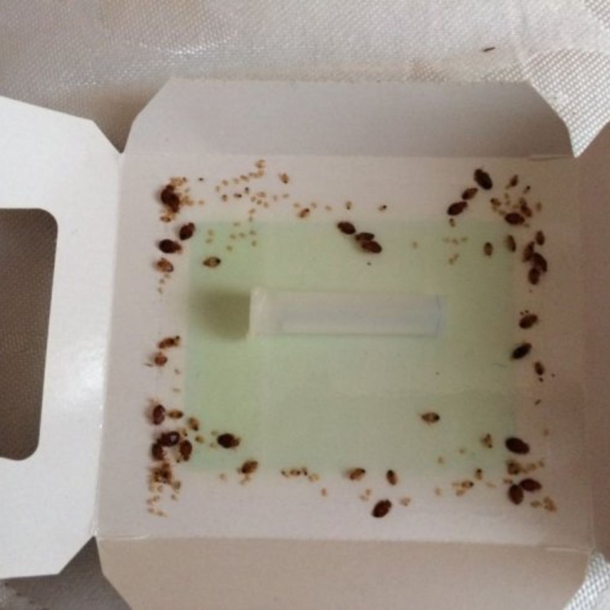 Защитена и спокойна спалня след успешно третиране и мониторинг с комплект препарати и капани против дървеници.