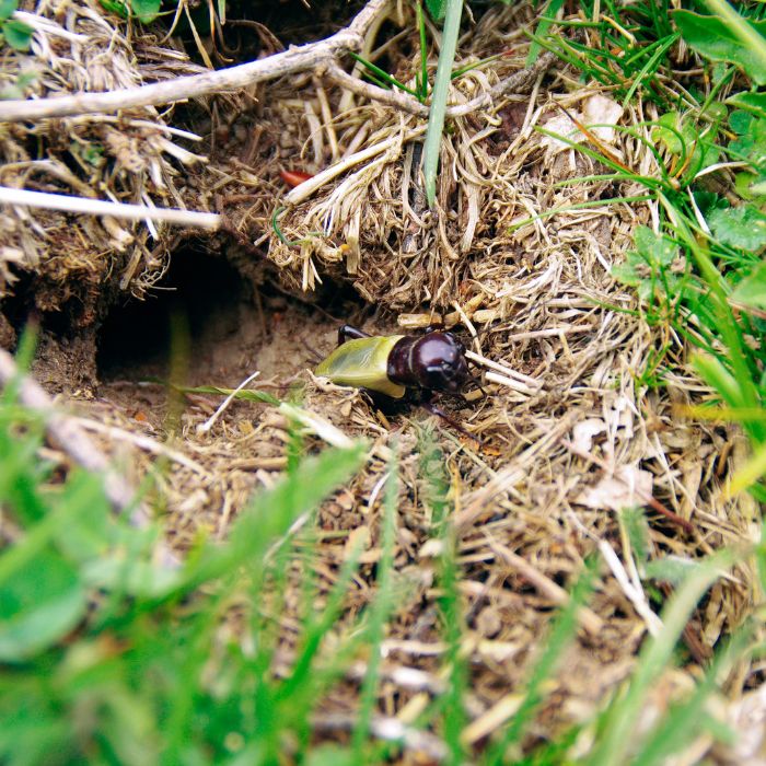 дупка на щурец