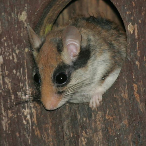 дупка на съсел