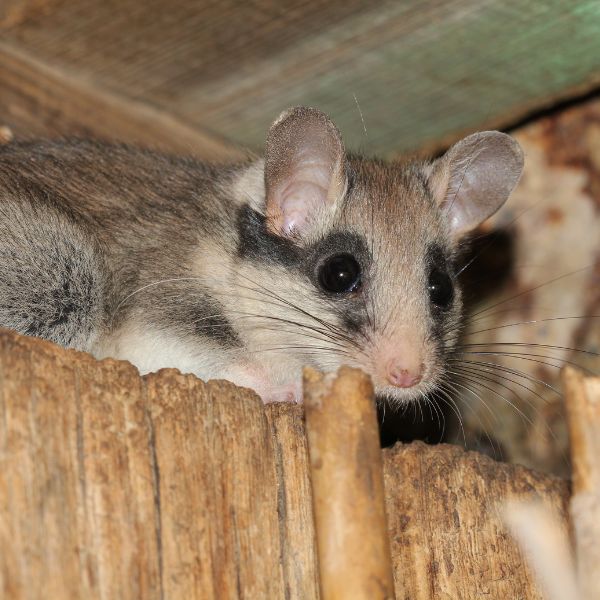 съсел на таван