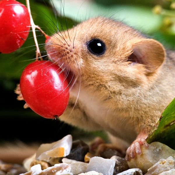 съсел (сънливец) яде плодове