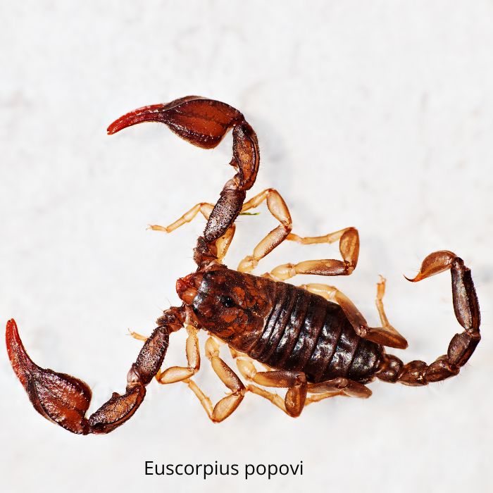 Euscorpius popovi