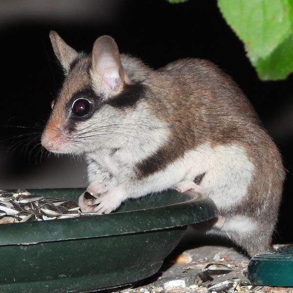 съсел яде семки