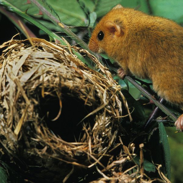 гнездо на съсел