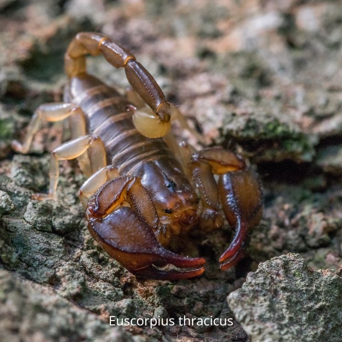 Euscorpius thracicus
