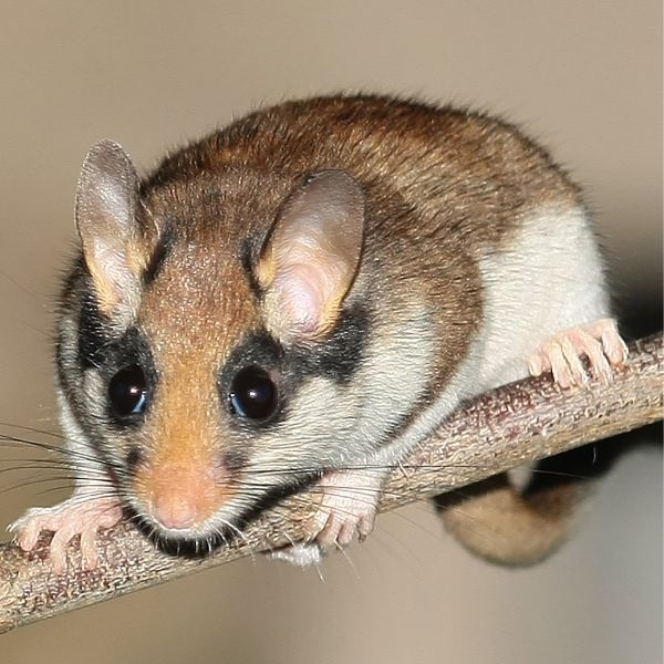 Градински съсел (Eliomys quercinus) 