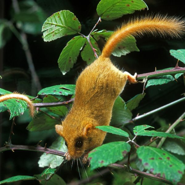 Лешников съсел (Muscardinus avellanarius)