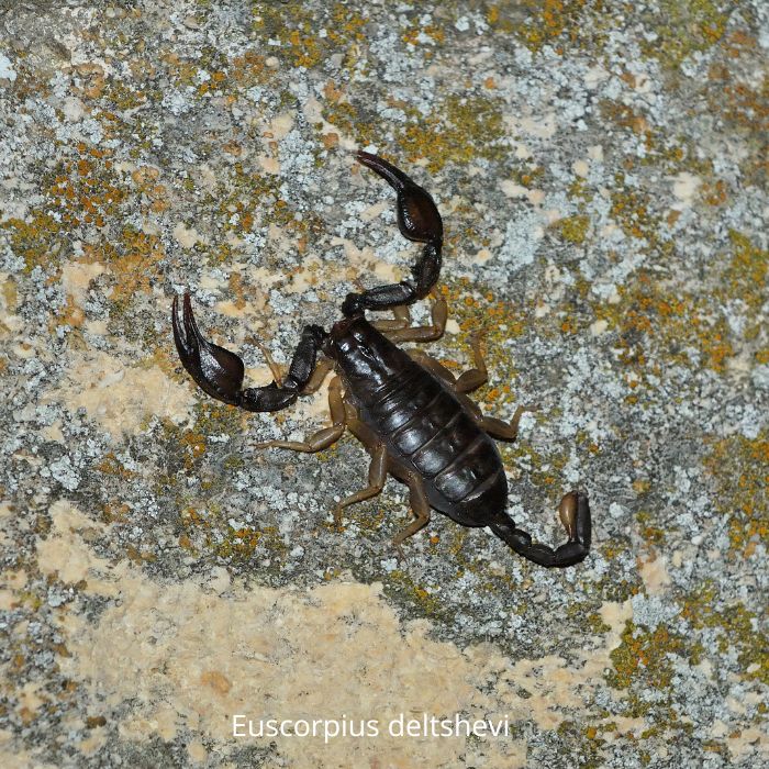 Скорпион Euscorpius deltshevi