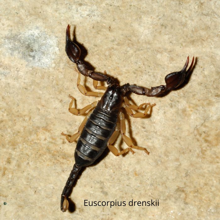 Euscorpius drenskii